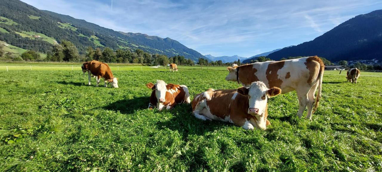 Brixnerhof Im Zillertal Schlitters Exterior foto